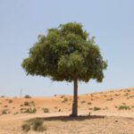 Prosopis Cineraria (Ghaf) National Tree Of UAE