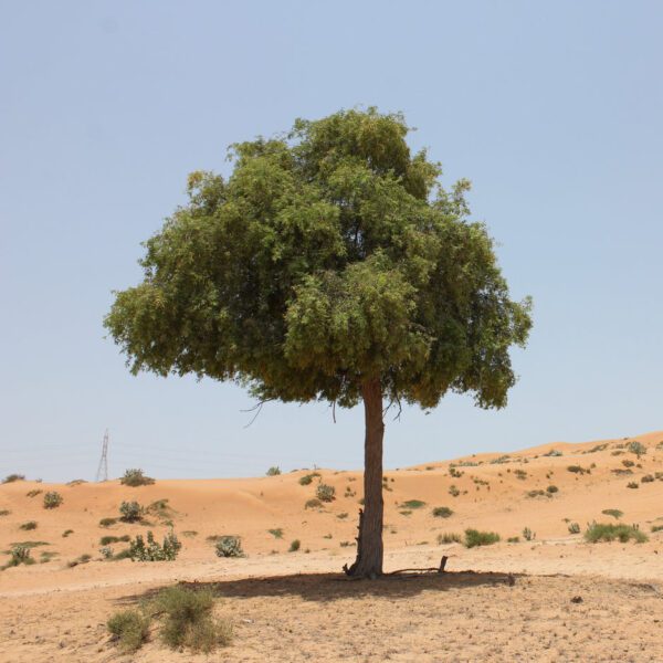 Prosopis Cineraria (Ghaf) National Tree Of UAE