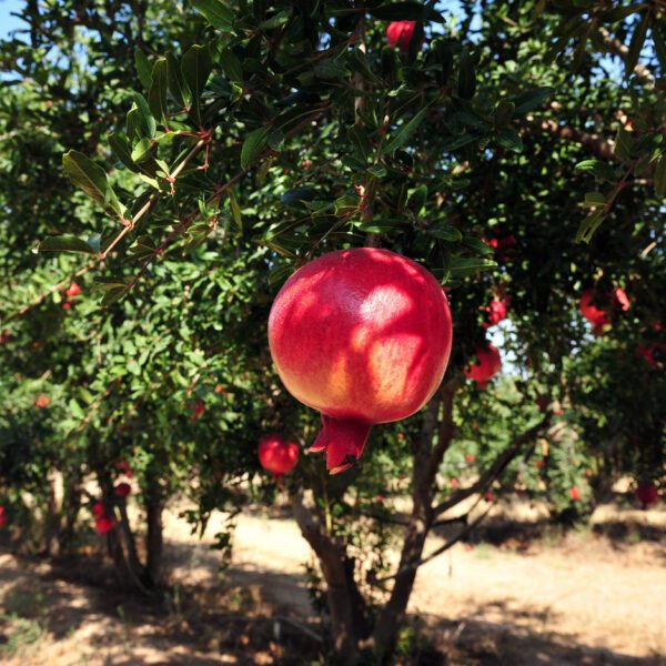 Punica Granatum "Pomegranate"