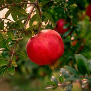 Punica Granatum "Pomegranate"