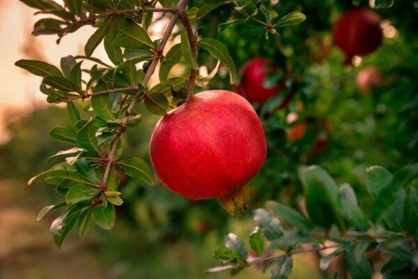 Punica Granatum "Pomegranate"