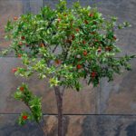 Punica Granatum "Pomegranate"