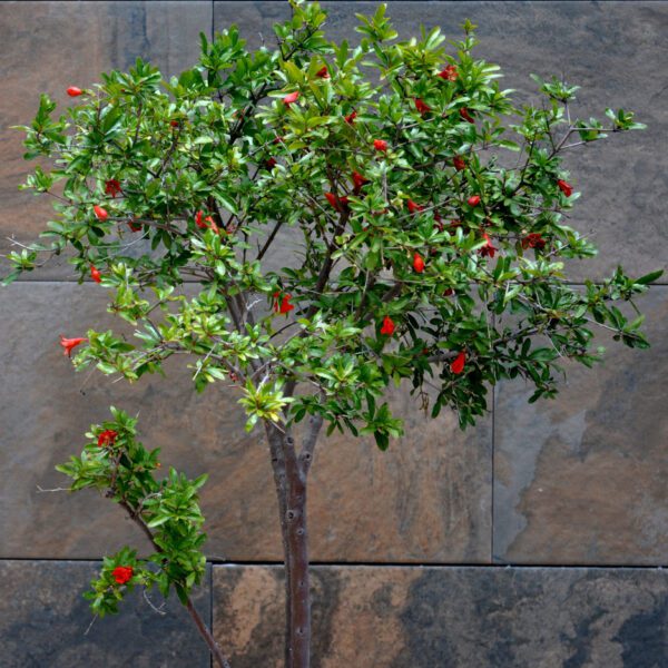 Punica Granatum "Pomegranate"