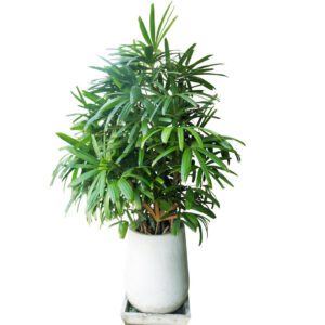 Rhapis Excelsa (Broadleaf Lady Palm/Bamboo Palm)