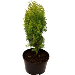 Thuja Aurea Nana (Golden Biota/Golden Bookleaf)