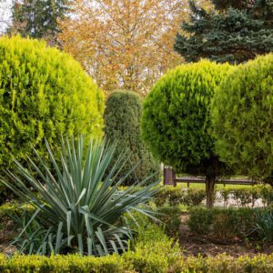 Thuja Orientalis Pyramidalis (Thuja Orientalis Pyramidalis/Arborvitae)