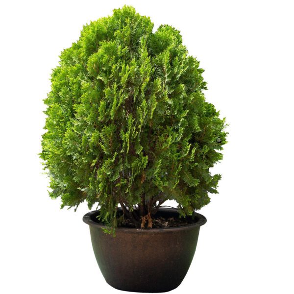 Thuja Orientalis Pyramidalis (Thuja Orientalis Pyramidalis/Arborvitae)