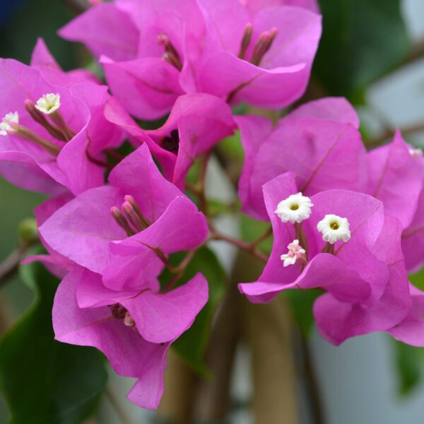 Bougainvillea Spectabilis