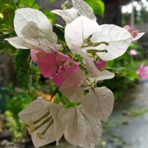 Bougainvillea "Coconut Ice"