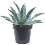 Agave Americana Plant - Century Plant - Maguey - American aloe - Desert Agave)