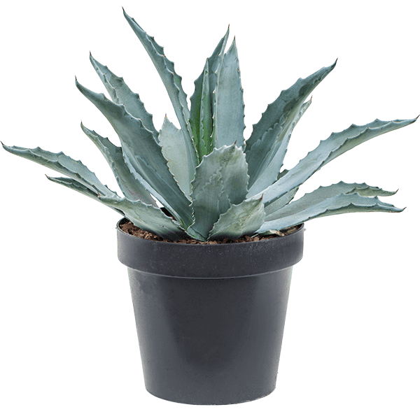 Agave Americana Plant - Century Plant - Maguey - American aloe - Desert Agave)