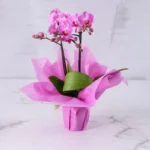 2 Stem Mini Purple Orchid Plant in Pink Wrapping - Mini Phalaenopsis Orchid Plant
