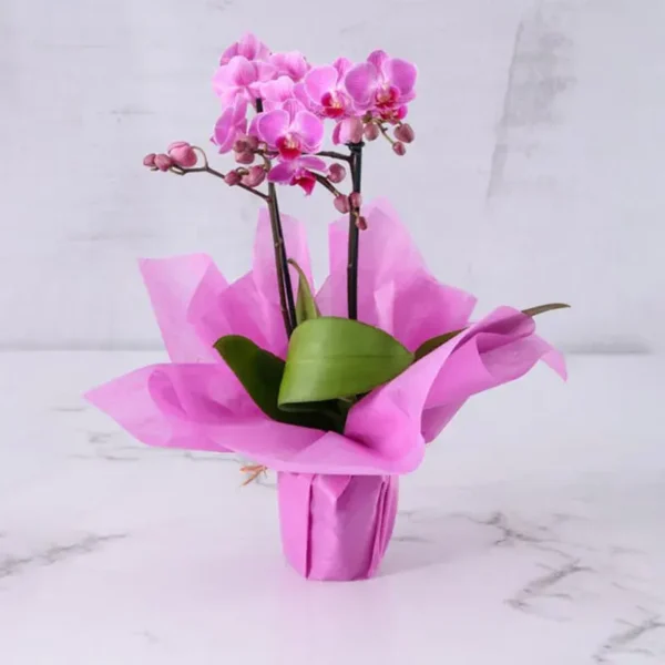 2 Stem Mini Purple Orchid Plant in Pink Wrapping - Mini Phalaenopsis Orchid Plant