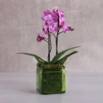 Purple Orchid Duo | Mini Phalaenopsis Orchid Plant