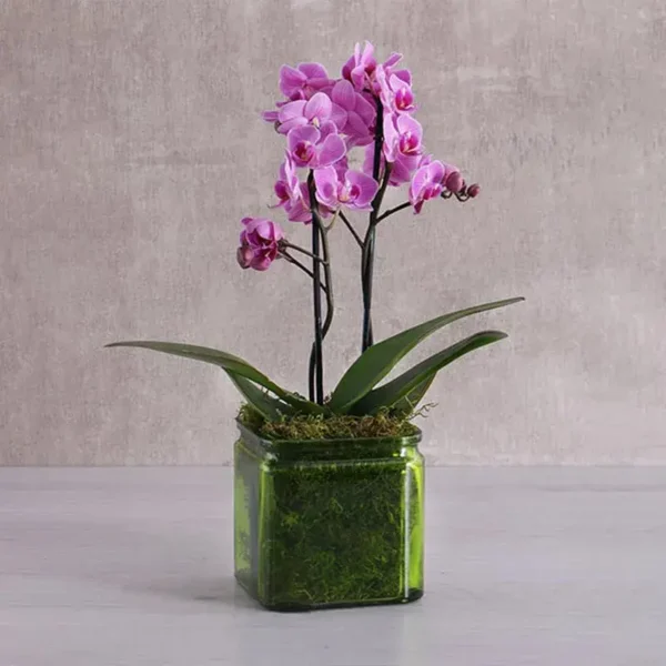 Purple Orchid Duo | Mini Phalaenopsis Orchid Plant