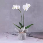 Phalaenopsis Orchid Plant: 2 Stem White Orchid Plant in Grey Wrapping