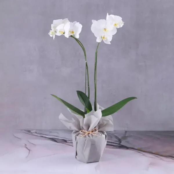 Phalaenopsis Orchid Plant: 2 Stem White Orchid Plant in Grey Wrapping