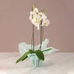 Phalaenopsis Orchid Plant - 2 Stem White Orchid Plant with Green Wrapping