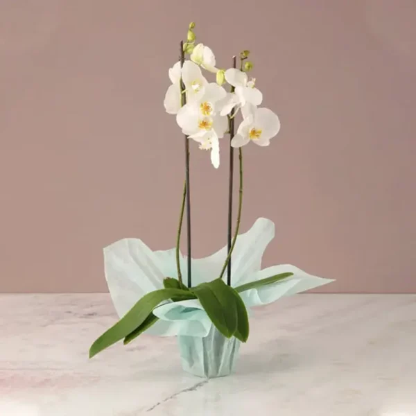 Phalaenopsis Orchid Plant - 2 Stem White Orchid Plant with Green Wrapping
