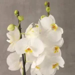 Phalaenopsis Orchid Plant - 2 Stem White Orchid Plant with Green Wrapping
