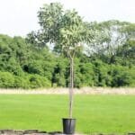Tabebuia Argentea - Golden Bell Tree