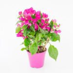 Bougainvillea (Pink Pixie)