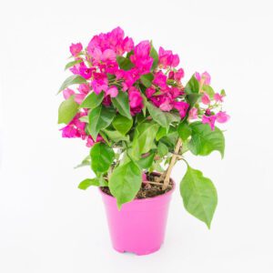 Bougainvillea (Pink Pixie)