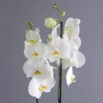 White Orchid Duo: Double Stem Phalaenopsis Orchid in Square Glass Vase