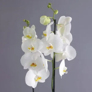 2stemwhiteorchidplantinsquarevase_1ddd88-1-1.webp