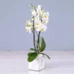 Twin Stem White Orchid Plant in Square Vase - Phalaenopsis Orchid Plant