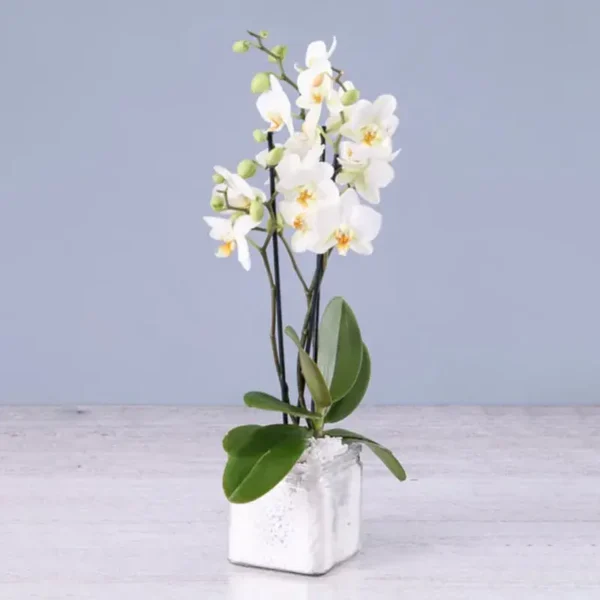 Twin Stem White Orchid Plant in Square Vase - Phalaenopsis Orchid Plant