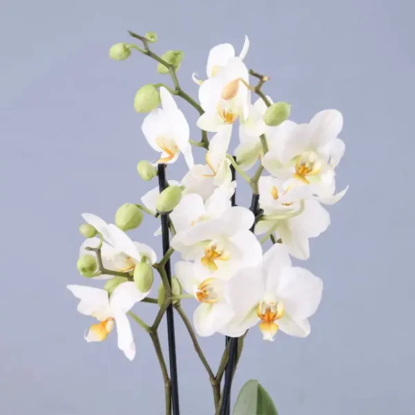 Twin Stem White Orchid Plant in Square Vase - Phalaenopsis Orchid Plant