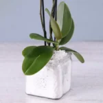 Twin Stem White Orchid Plant in Square Vase - Phalaenopsis Orchid Plant