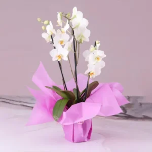 White Phalaenopsis Orchid Plant - Triple