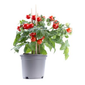 Cherry Tomato "Grape Tomatoes"