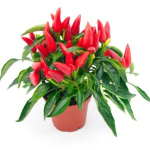 Chilli Pepper (Chile/Chile Pepper)