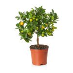 Citrus Lemon "Bin Zaheer" (Lemon)