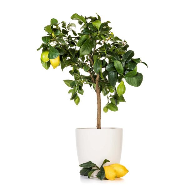 Citrus Lemon "Omani" (Lemon)