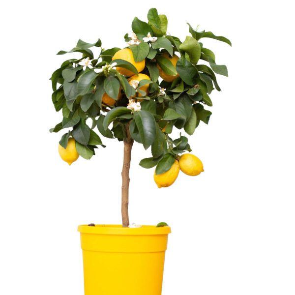 Citrus Lemon "Yellow" (Lemon)