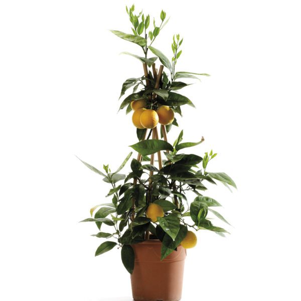 Citrus Sinensis "Orange" (Sweet Oranges/Blood Orange)