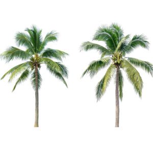 Cocos Nucifera "Coconut Tree"