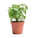 Coriander (Chinese Parsley/Cilantro)