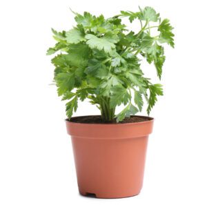 Coriander (Chinese Parsley/Cilantro)