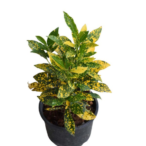 Croton Gold Dust (Codiaeum Variegatum Gold Dust)