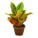 Croton Petra (Codiaeum Variegatum 'Petra')