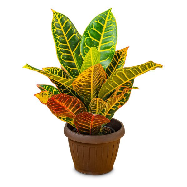 Croton Petra (Codiaeum Variegatum 'Petra')