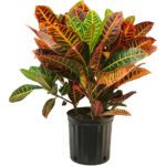 Croton Petra (Codiaeum Variegatum 'Petra')