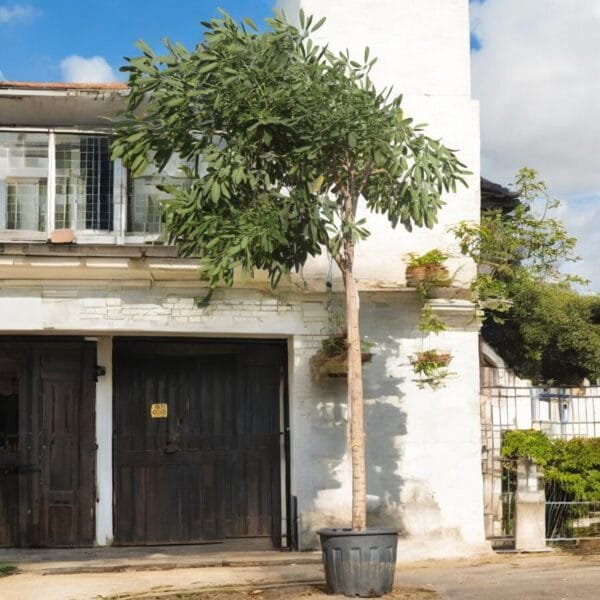 Tabebuia Argentea - Golden Bell Tree