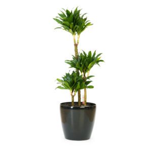 Dracaena Draco 3PP (Canary Islands Dragon Tree/Drago)