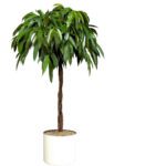 Ficus Amstel King